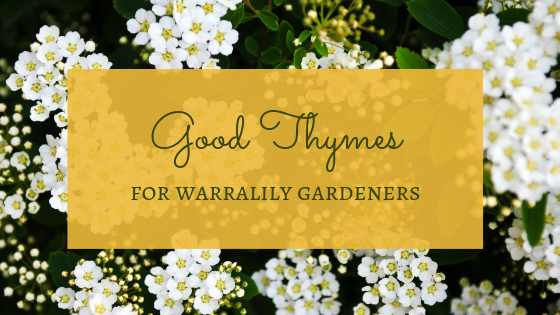 Good thymes for Warralily Gardeners