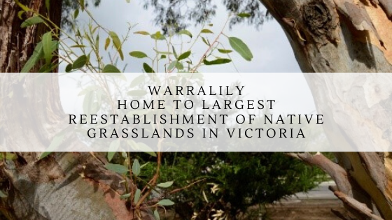 Warralily home to Largest reestablishment of native grasslands in Victoria